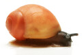 Archachatina marginata grevillei Cameroon juvenil